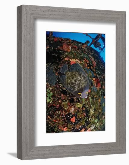 French Angelfish on the Hilma Hooker Ship Wreck-Reinhard Dirscherl-Framed Photographic Print