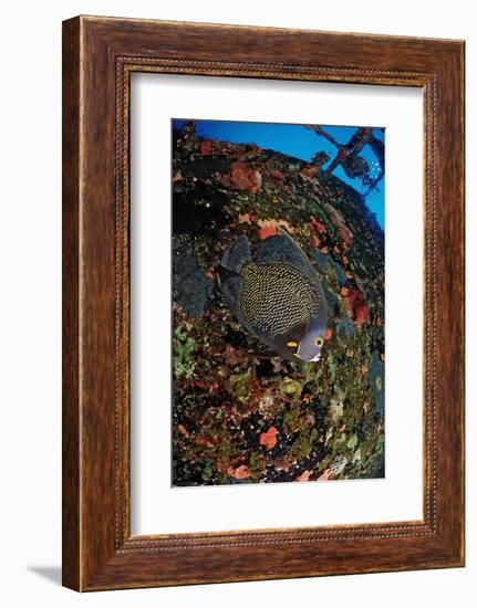 French Angelfish on the Hilma Hooker Ship Wreck-Reinhard Dirscherl-Framed Photographic Print