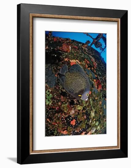 French Angelfish on the Hilma Hooker Ship Wreck-Reinhard Dirscherl-Framed Photographic Print