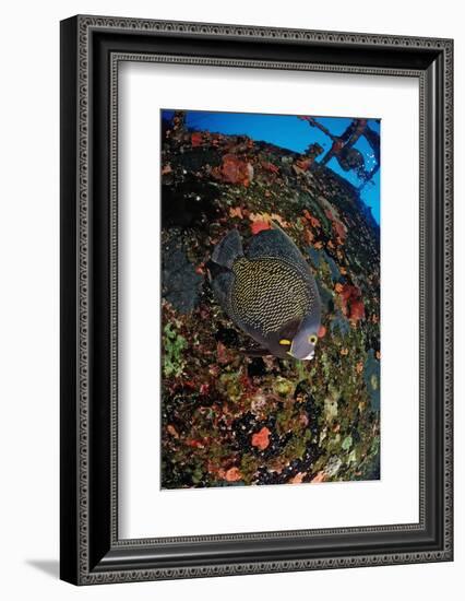 French Angelfish on the Hilma Hooker Ship Wreck-Reinhard Dirscherl-Framed Photographic Print