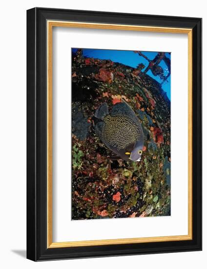 French Angelfish on the Hilma Hooker Ship Wreck-Reinhard Dirscherl-Framed Photographic Print