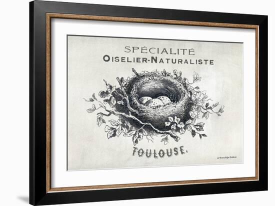 French Bird Nest II-Gwendolyn Babbitt-Framed Art Print