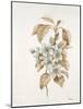 French Botanicals I-Rikki Drotar-Mounted Giclee Print