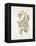 French Botanicals I-Rikki Drotar-Framed Premier Image Canvas