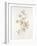 French Botanicals III-Rikki Drotar-Framed Giclee Print