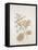 French Botanicals V-Rikki Drotar-Framed Premier Image Canvas