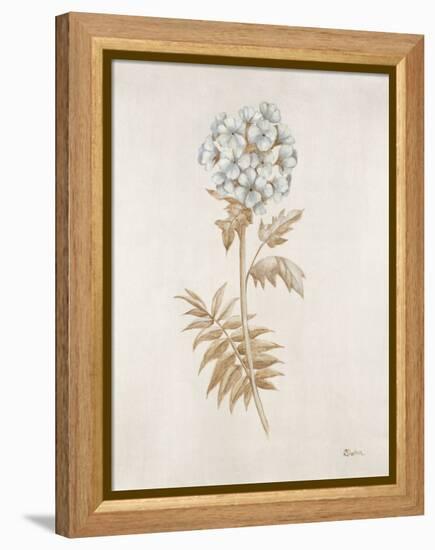 French Botanicals VI-Rikki Drotar-Framed Premier Image Canvas