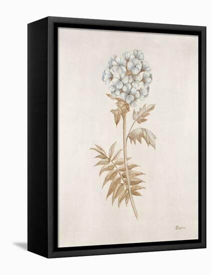 French Botanicals VI-Rikki Drotar-Framed Premier Image Canvas