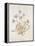 French Botanicals VII-Rikki Drotar-Framed Premier Image Canvas