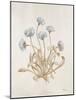 French Botanicals VII-Rikki Drotar-Mounted Giclee Print