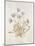 French Botanicals VII-Rikki Drotar-Mounted Giclee Print