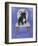 French Bull Dog-Carol Dillon-Framed Art Print