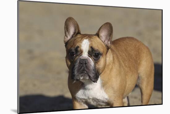 French Bulldog 03-Bob Langrish-Mounted Photographic Print