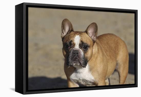 French Bulldog 03-Bob Langrish-Framed Premier Image Canvas