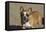 French Bulldog 03-Bob Langrish-Framed Premier Image Canvas