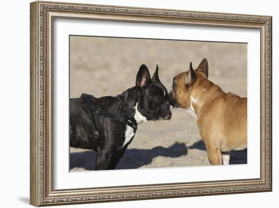 French Bulldog 06-Bob Langrish-Framed Photographic Print