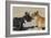 French Bulldog 06-Bob Langrish-Framed Photographic Print