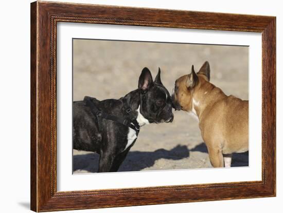 French Bulldog 06-Bob Langrish-Framed Photographic Print