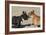 French Bulldog 06-Bob Langrish-Framed Photographic Print