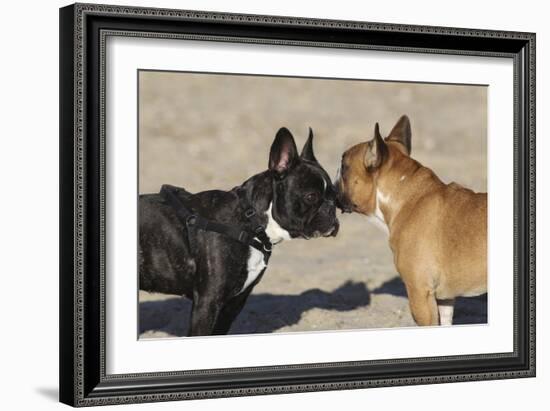 French Bulldog 06-Bob Langrish-Framed Photographic Print