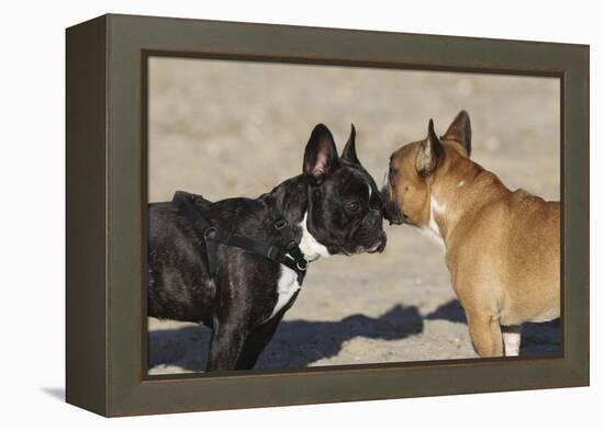 French Bulldog 06-Bob Langrish-Framed Premier Image Canvas