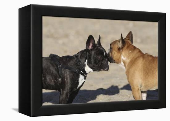 French Bulldog 06-Bob Langrish-Framed Premier Image Canvas