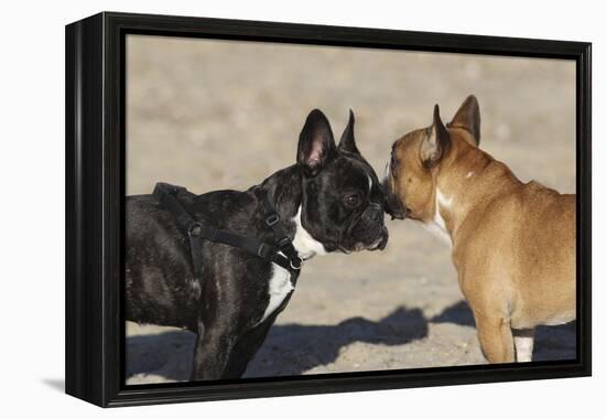 French Bulldog 06-Bob Langrish-Framed Premier Image Canvas