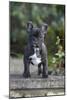 French Bulldog 13-Bob Langrish-Mounted Photographic Print