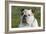 French Bulldog 26-Bob Langrish-Framed Photographic Print