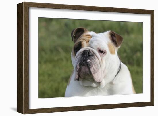 French Bulldog 26-Bob Langrish-Framed Photographic Print