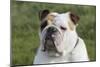 French Bulldog 26-Bob Langrish-Mounted Photographic Print