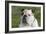 French Bulldog 26-Bob Langrish-Framed Photographic Print