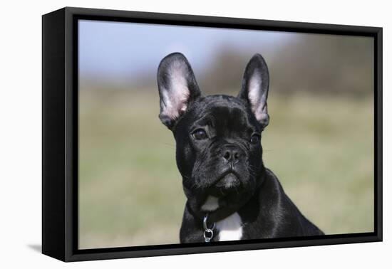 French Bulldog 34-Bob Langrish-Framed Premier Image Canvas