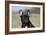 French Bulldog 34-Bob Langrish-Framed Photographic Print