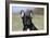 French Bulldog 34-Bob Langrish-Framed Photographic Print