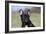 French Bulldog 34-Bob Langrish-Framed Photographic Print