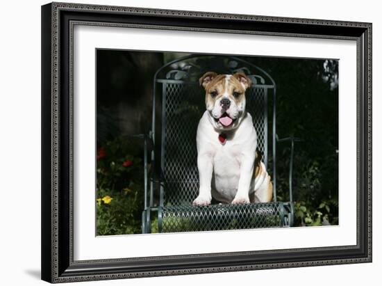 French Bulldog 43-Bob Langrish-Framed Photographic Print