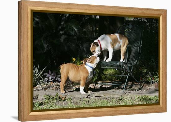 French Bulldog 47-Bob Langrish-Framed Premier Image Canvas