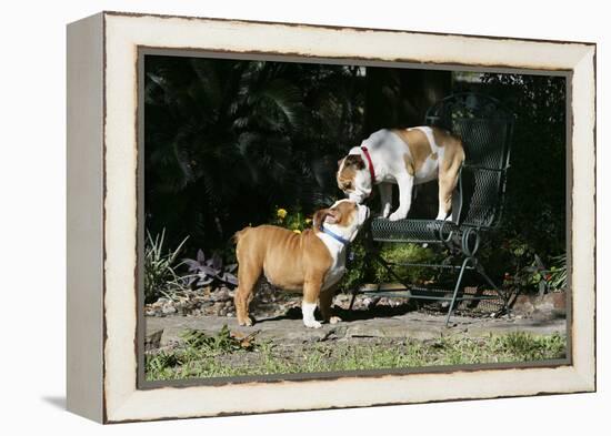 French Bulldog 47-Bob Langrish-Framed Premier Image Canvas