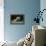French Bulldog 47-Bob Langrish-Framed Premier Image Canvas displayed on a wall