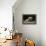 French Bulldog 47-Bob Langrish-Framed Premier Image Canvas displayed on a wall