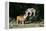 French Bulldog 47-Bob Langrish-Framed Premier Image Canvas