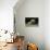 French Bulldog 47-Bob Langrish-Photographic Print displayed on a wall