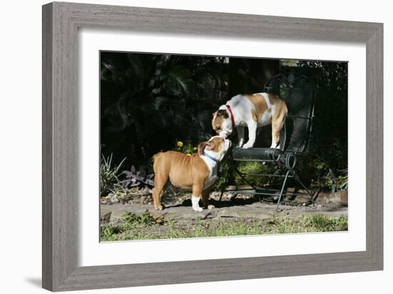 French Bulldog 47-Bob Langrish-Framed Photographic Print