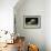 French Bulldog 47-Bob Langrish-Framed Photographic Print displayed on a wall