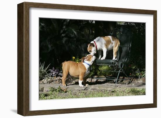 French Bulldog 47-Bob Langrish-Framed Photographic Print