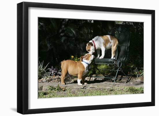 French Bulldog 47-Bob Langrish-Framed Photographic Print