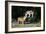 French Bulldog 47-Bob Langrish-Framed Photographic Print