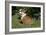 French Bulldog 53-Bob Langrish-Framed Photographic Print