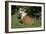 French Bulldog 53-Bob Langrish-Framed Photographic Print